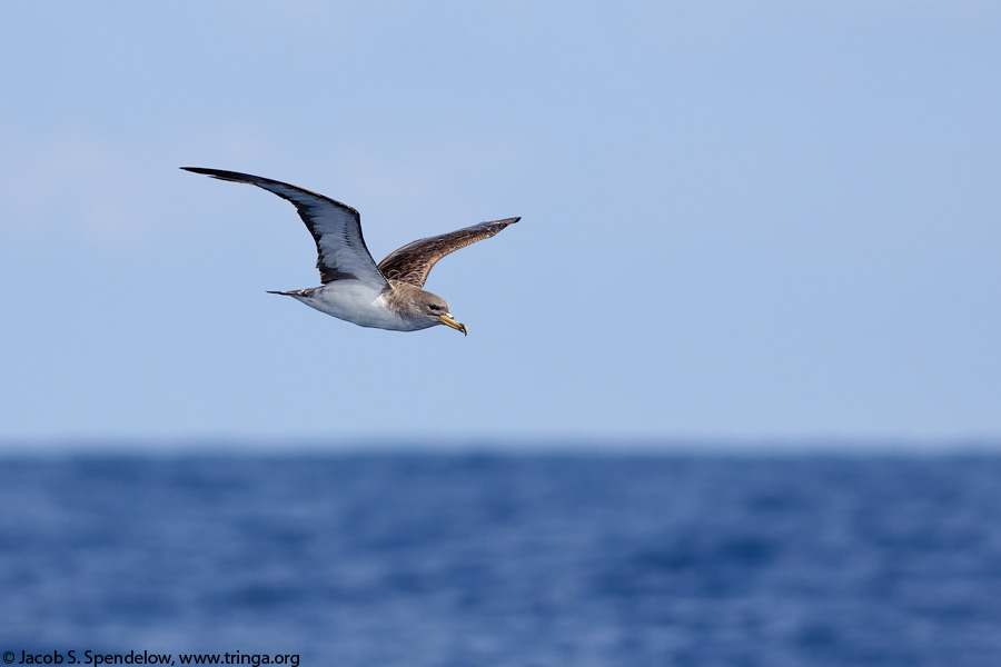 Cory's Shearwater