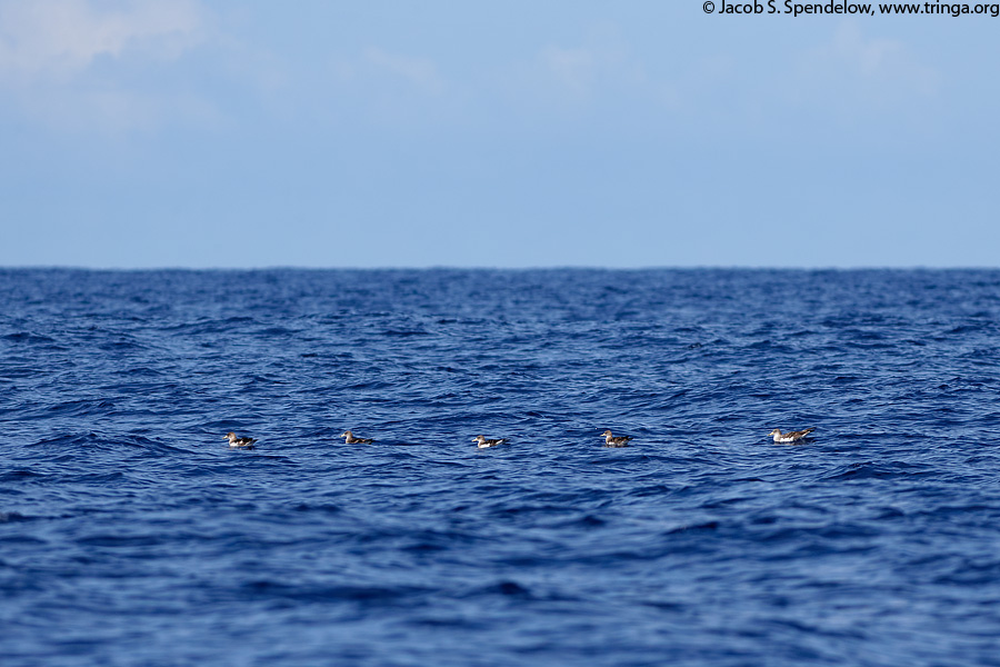 Cory's Shearwater