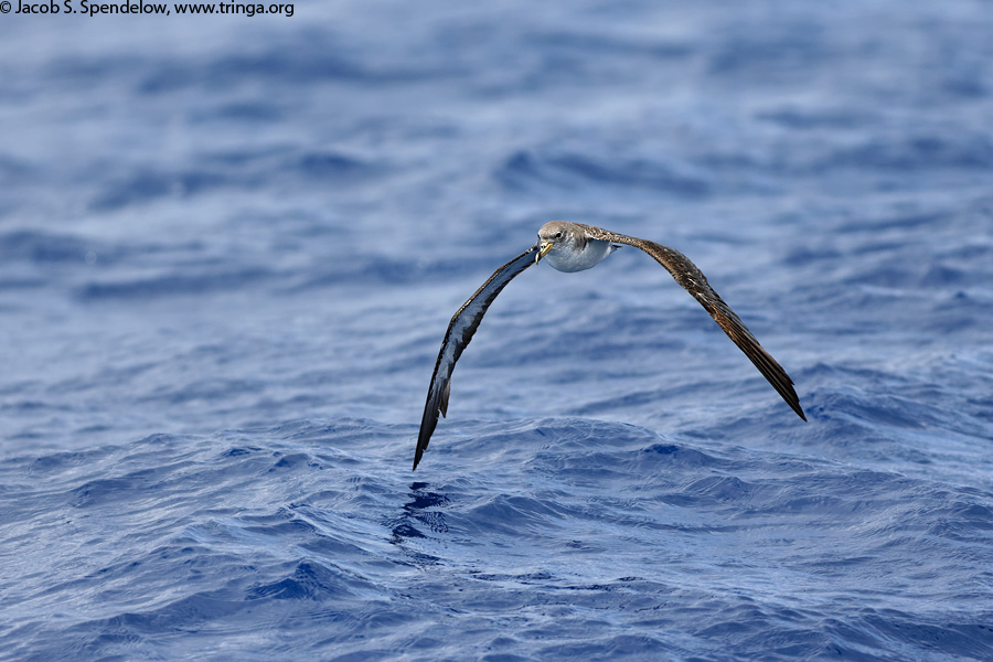 Cory's Shearwater