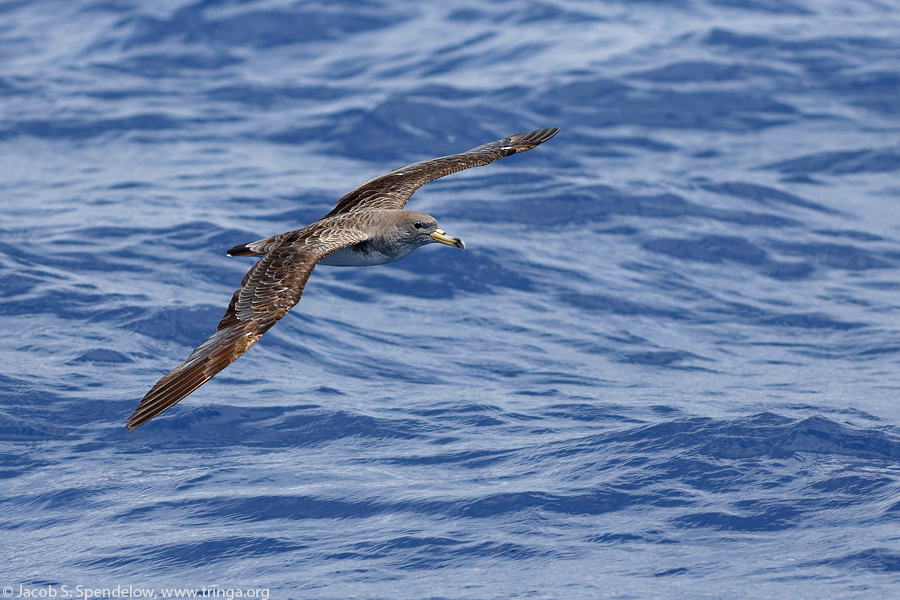 Cory's Shearwater