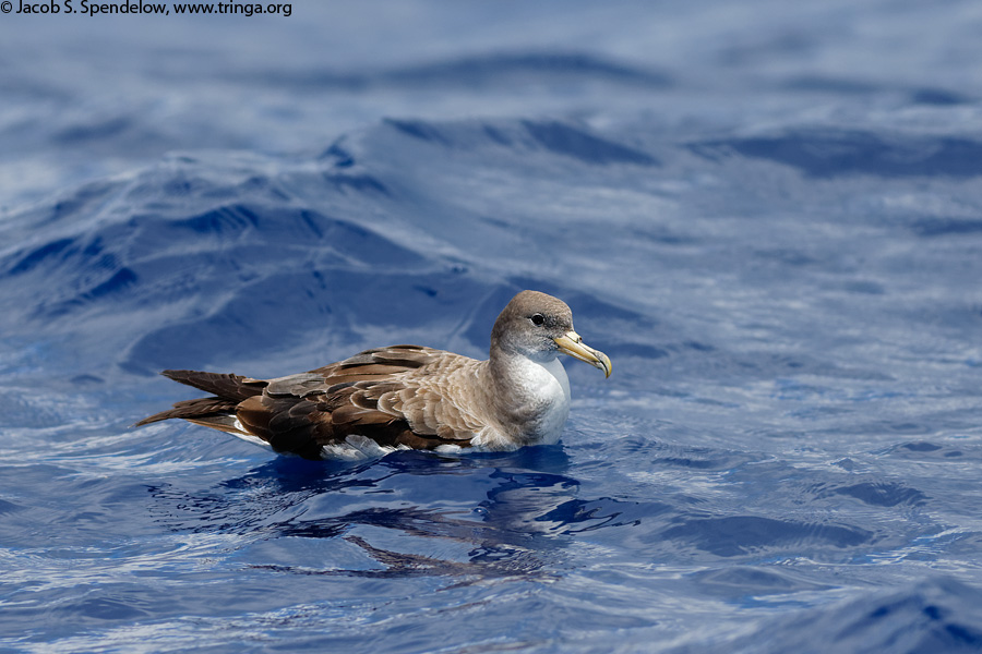 Cory's Shearwater