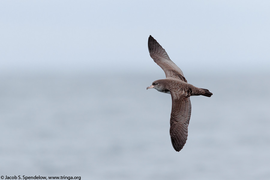 Pink-footed Shearwater