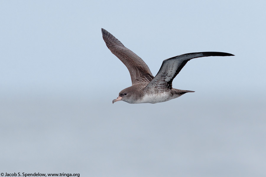 Pink-footed Shearwater