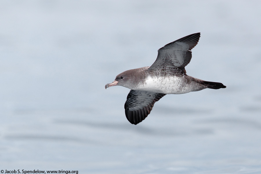 Pink-footed Shearwater