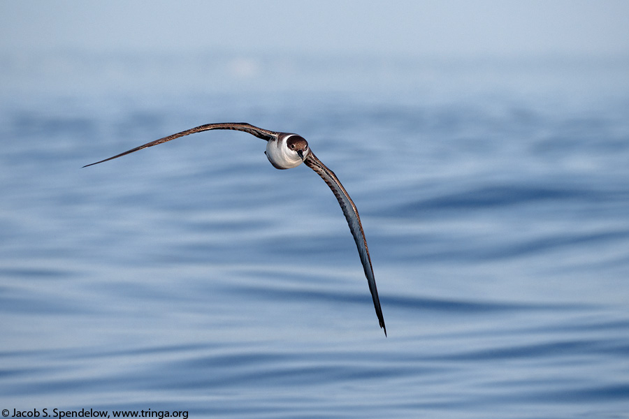 Great Shearwater