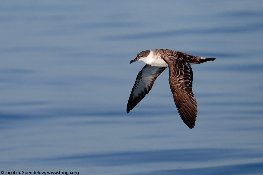 Great Shearwater