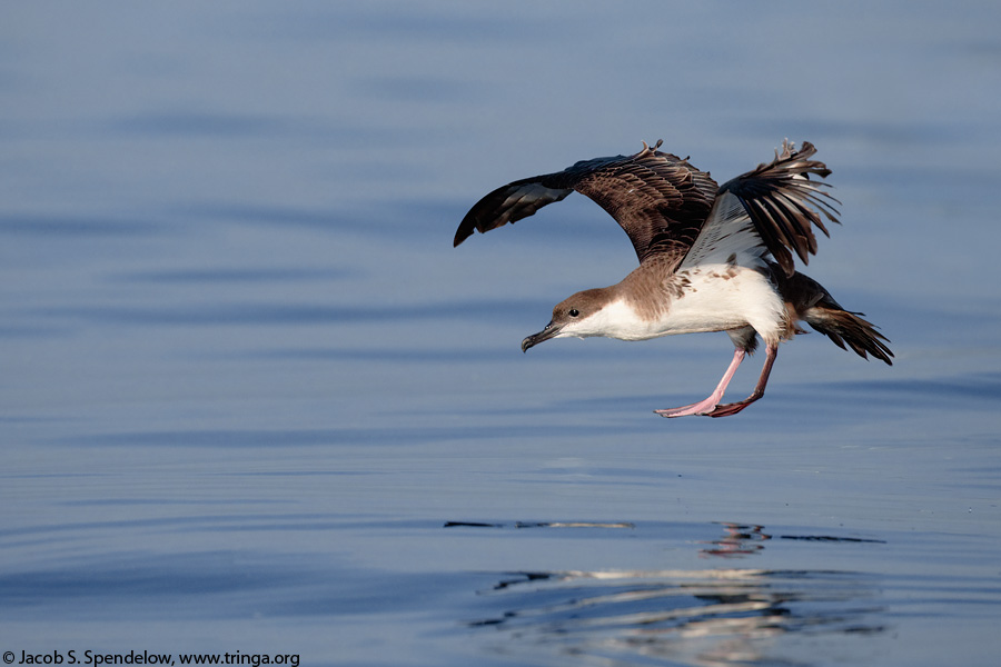 Great Shearwater