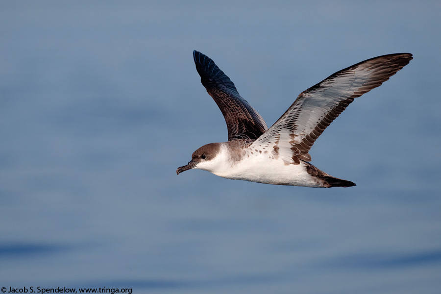 Great Shearwater