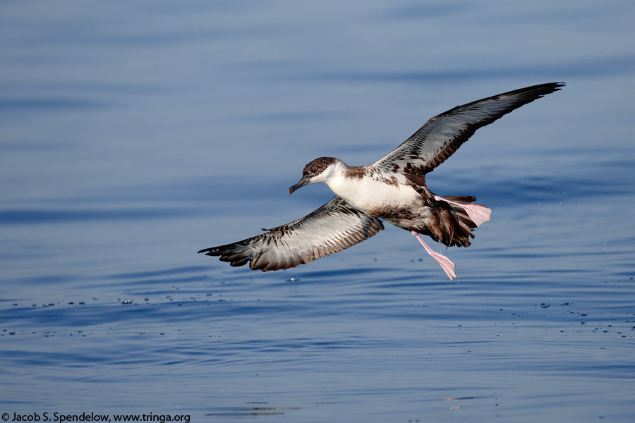 Great Shearwater