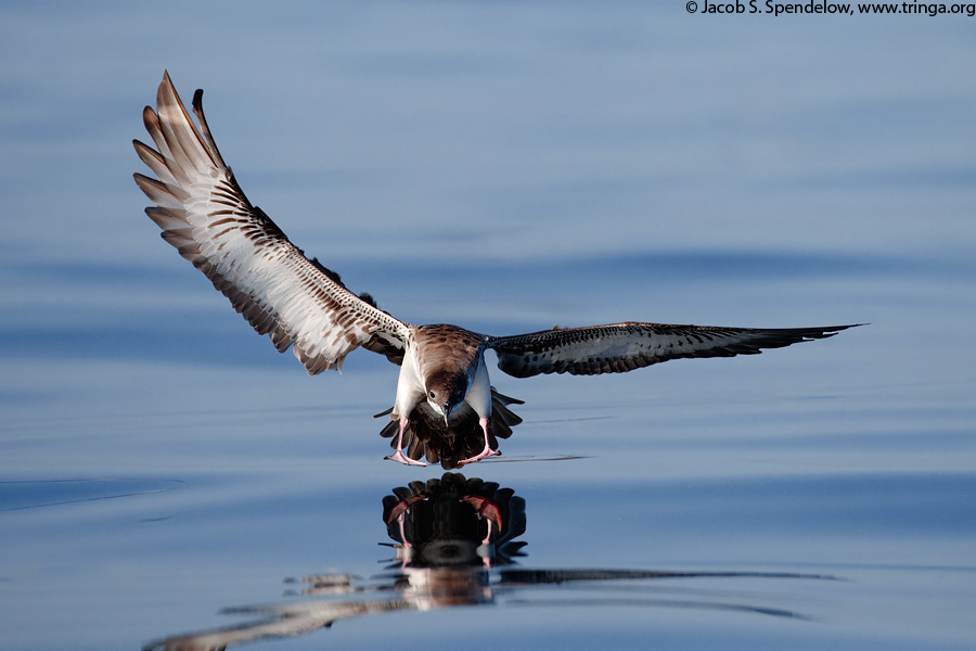 Great Shearwater