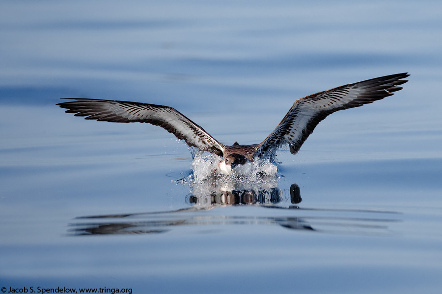 Great Shearwater