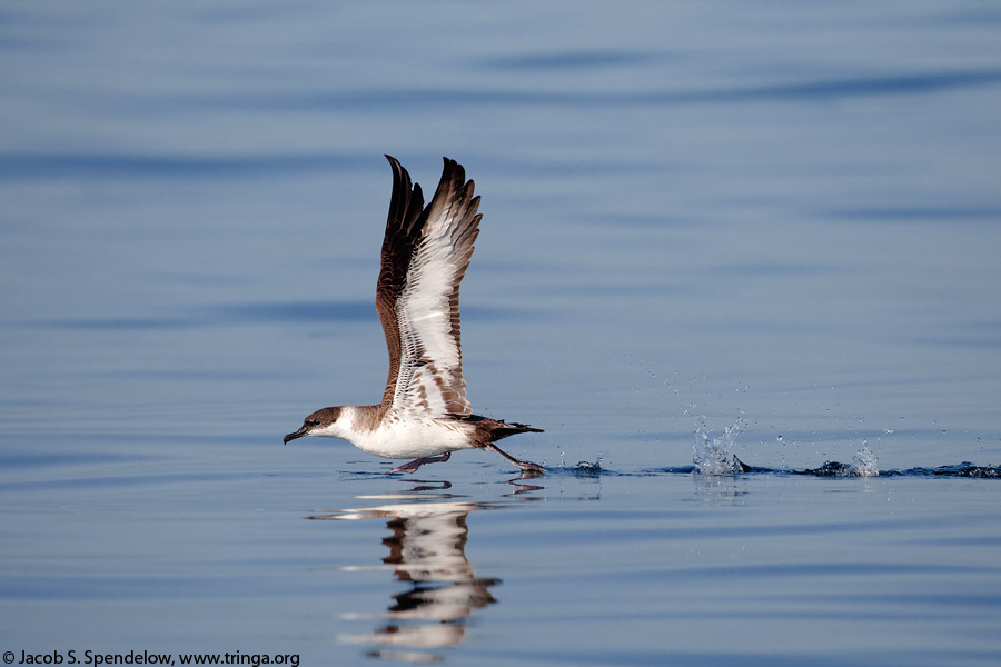 Great Shearwater