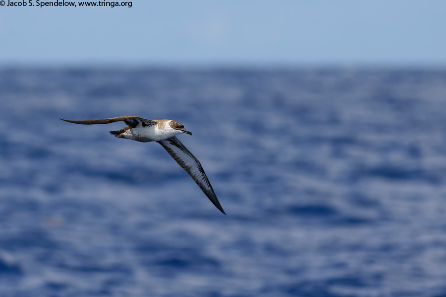 Great Shearwater