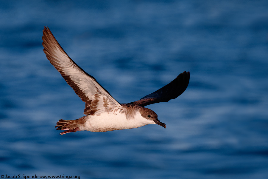 Great Shearwater