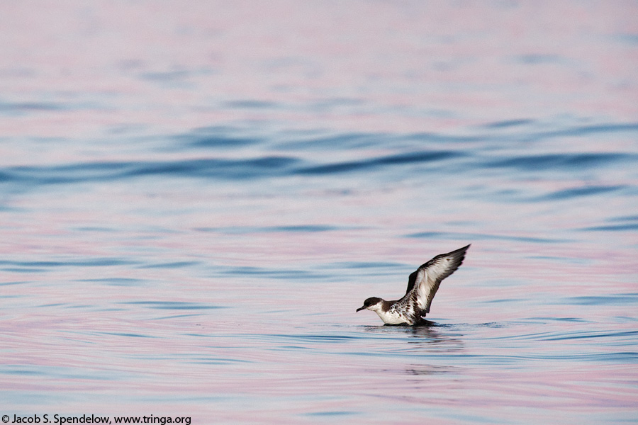 Great Shearwater