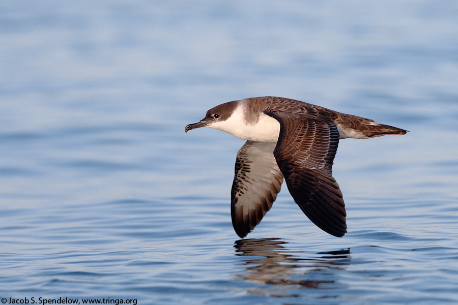 Great Shearwater