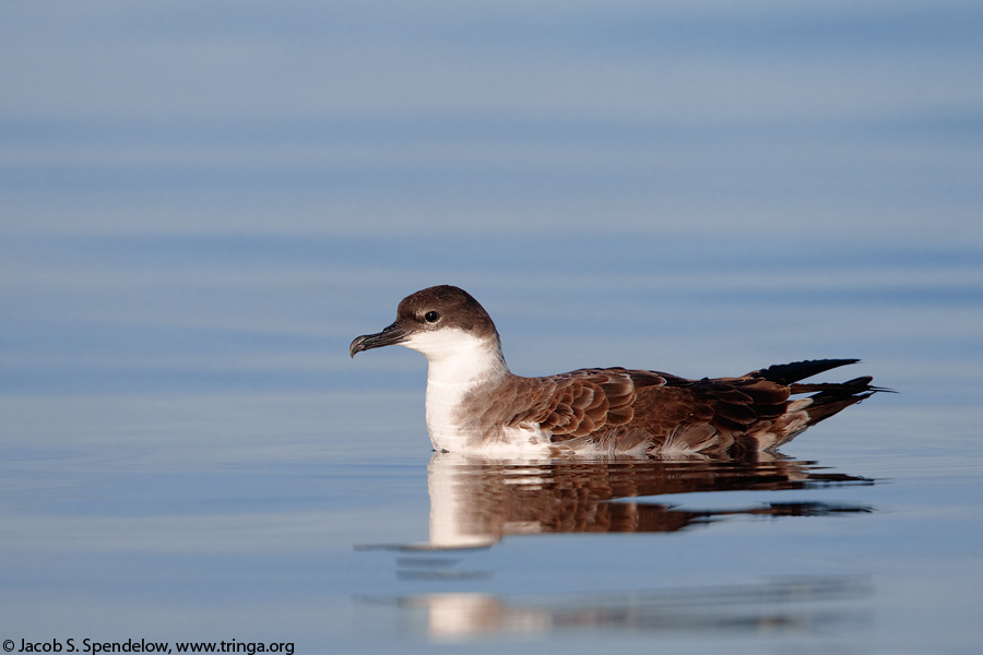 Great Shearwater