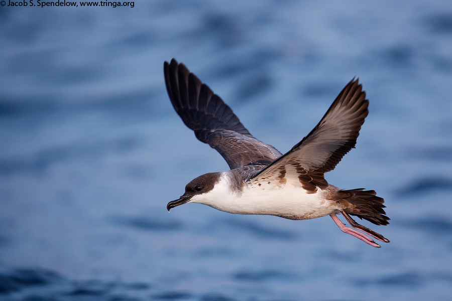 Great Shearwater