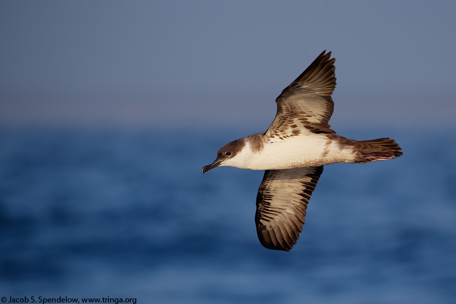 Great Shearwater