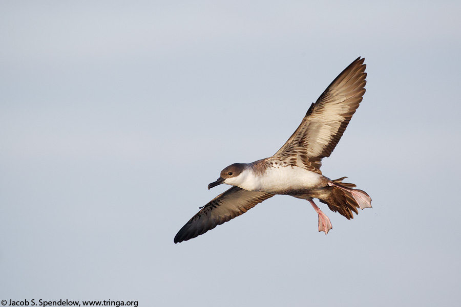 Great Shearwater