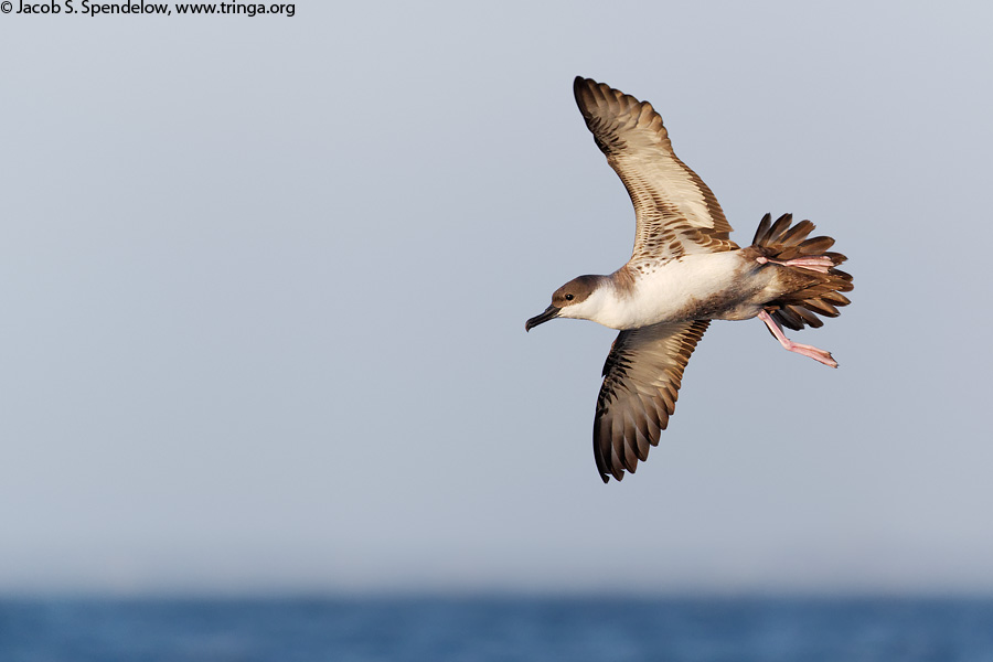 Great Shearwater