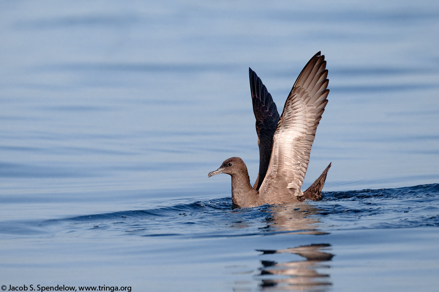 Sooty Shearwater