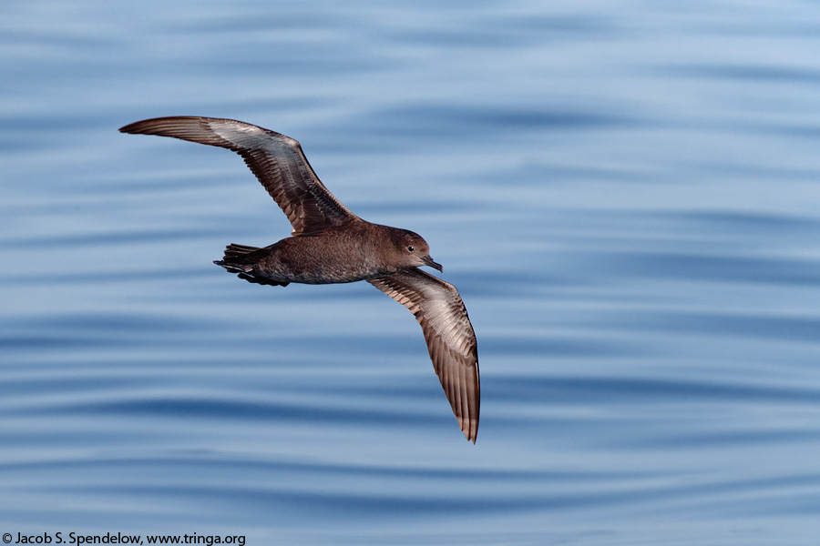 Sooty Shearwater