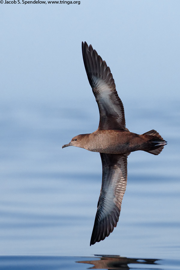 Sooty Shearwater