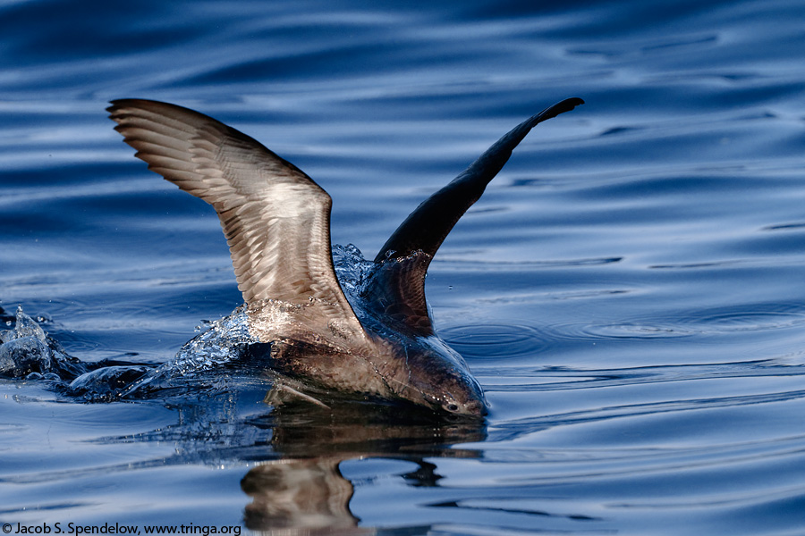 Sooty Shearwater