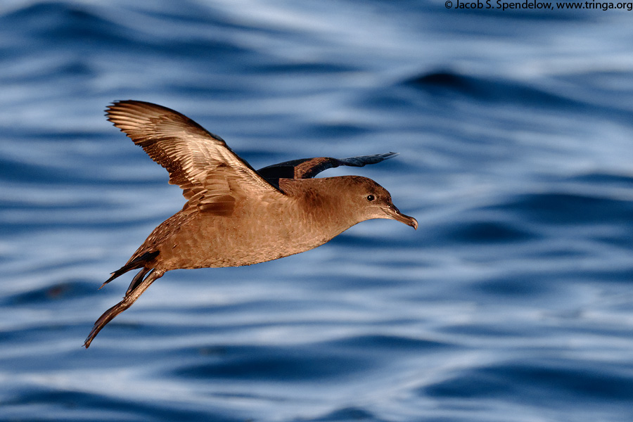 Sooty Shearwater