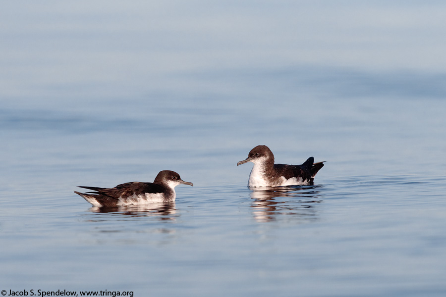 Manx Shearwater