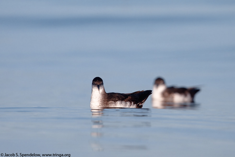 Manx Shearwater