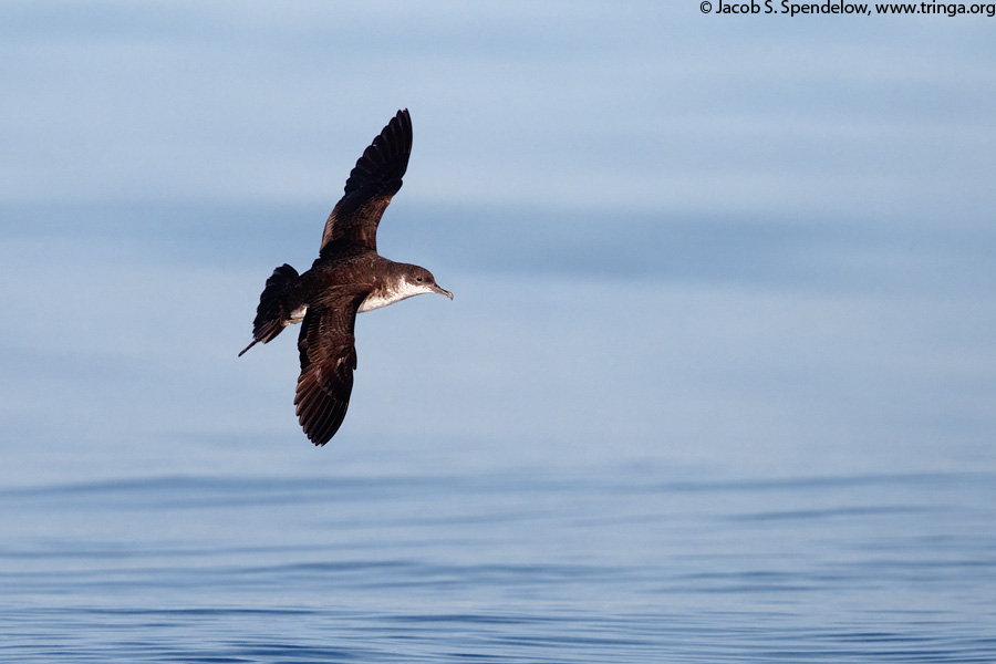 Manx Shearwater