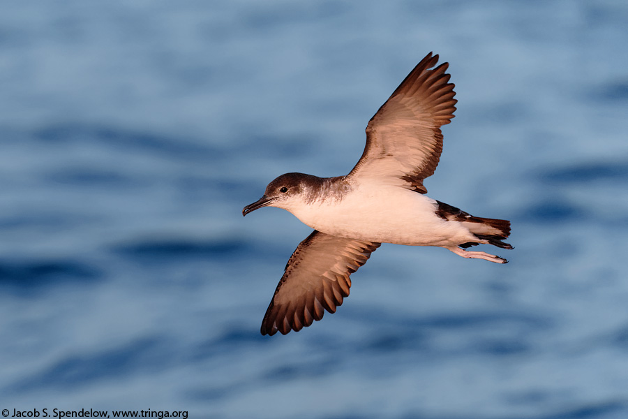 Manx Shearwater