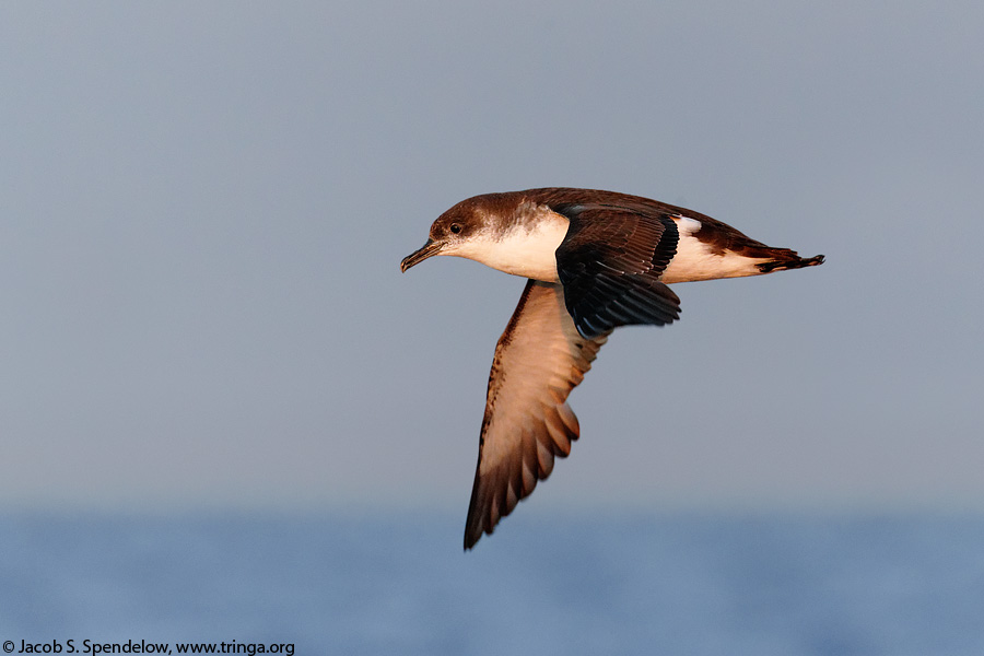 Manx Shearwater