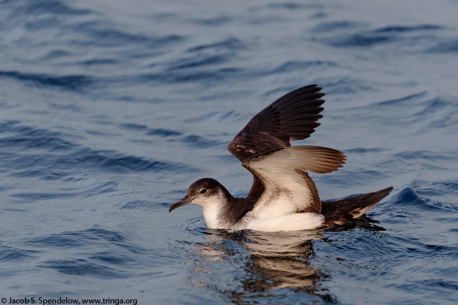 Manx Shearwater