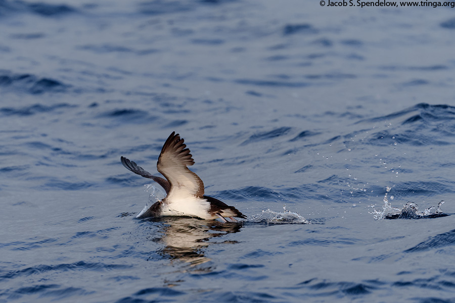 Manx Shearwater