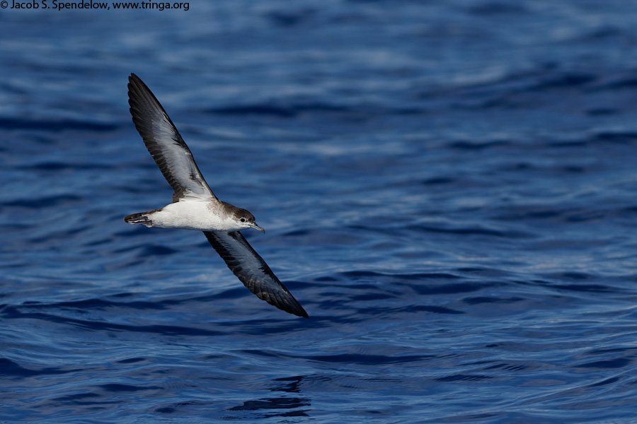 Audubon's Shearwater