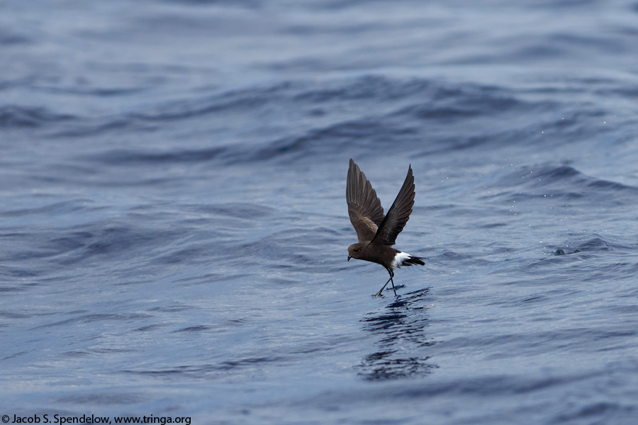 Wilson's Storm-Petrel