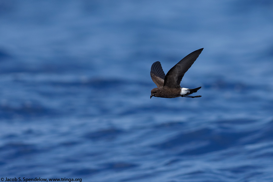 Wilson's Storm-Petrel