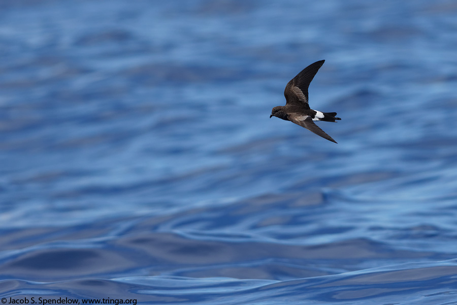 Wilson's Storm-Petrel