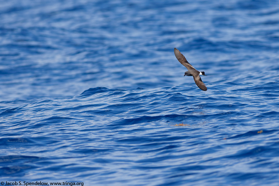 Band-rumped Storm-Petrel