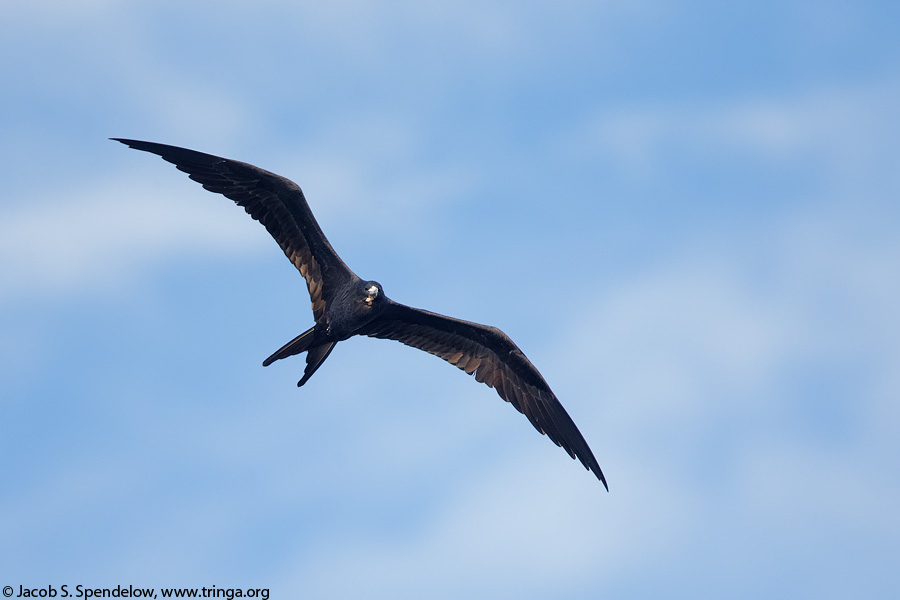 Magnificent Frigatebird