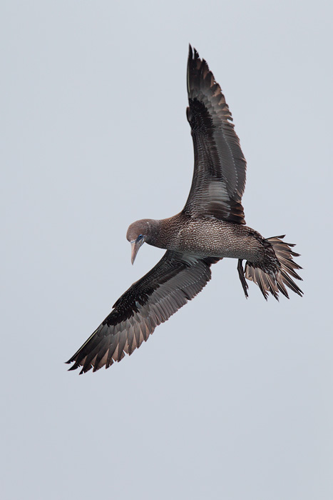 Northern Gannet