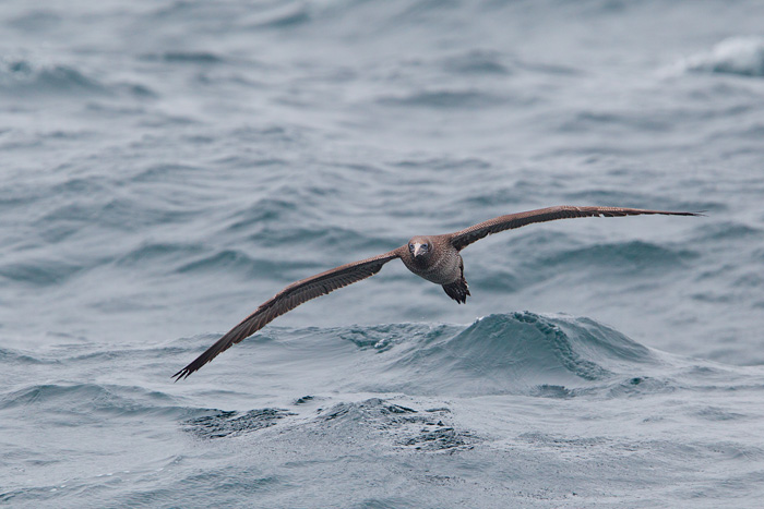 Northern Gannet