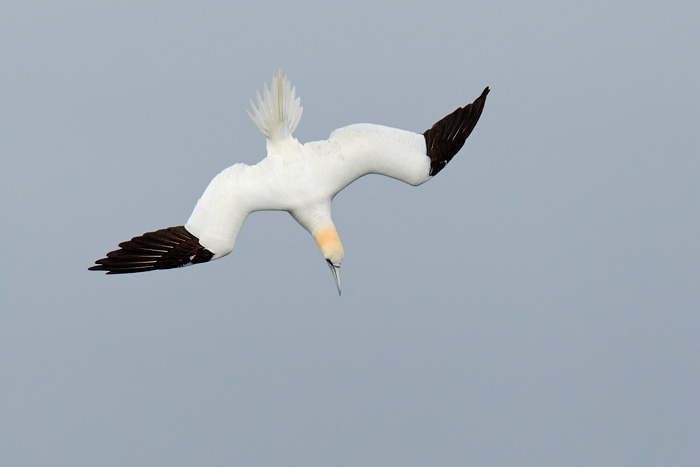 Northern Gannet