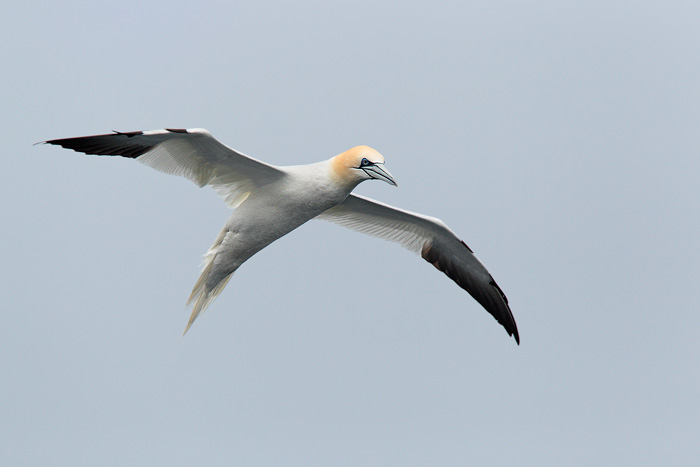 Northern Gannet