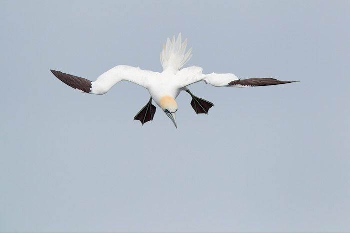 Northern Gannet