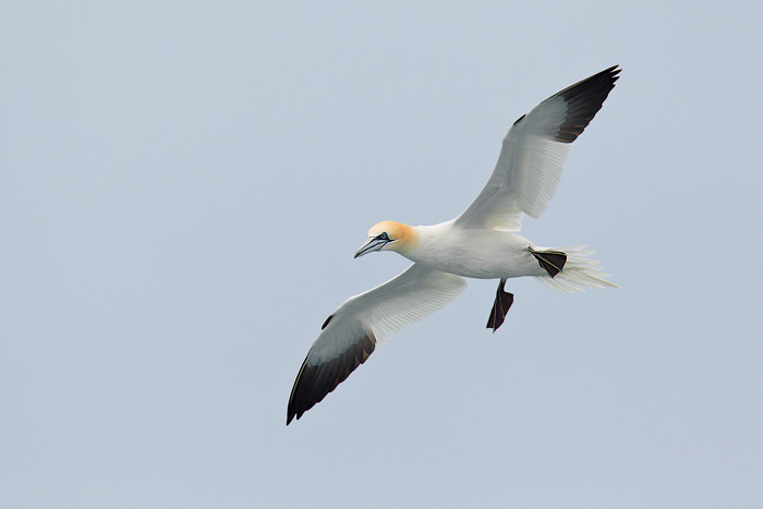 Northern Gannet