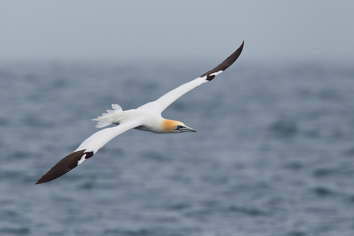 Northern Gannet